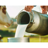 Dairy